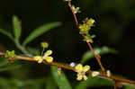 Thunberg's meadowsweet